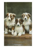 St Bernard Puppies