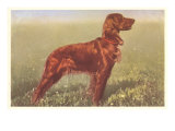 Irish Setter