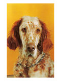 Morose English Setter