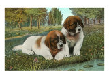 St Bernard Puppies
