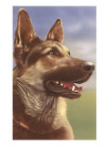 German Shepherd Head