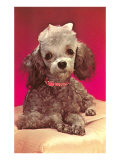 Poodle Pup