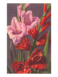 Gladiolus