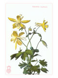 Columbine