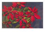 Pointsettias