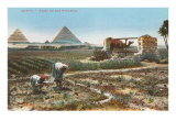 Farming by the Nile  Pyramids  Egypt