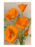 California Poppy