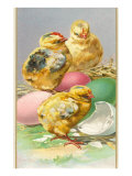 Three Chicks and Eggs