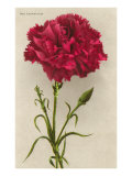 Red Carnation