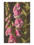 Foxglove  Digitalis