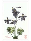 Larkspur