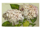 Hydrangea