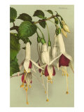 Fuschias