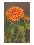 Marigold
