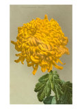 Yellow Chrysanthemum
