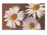 White Marguerite Daisies