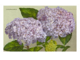 Hydrangea