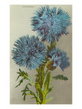Cornflower