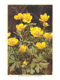 Ranunculus  Mountain Buttercup