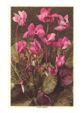 Cyclamen