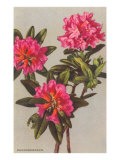 Rhododendron