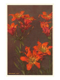 Orange Tiger Lilies