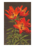 Tiger Lily