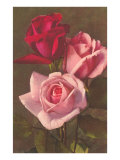 Red and Pink Roses