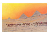 Pyramids  Camels  Egypt