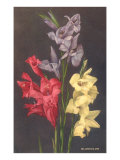 Gladiolus