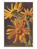 Arnica Montana