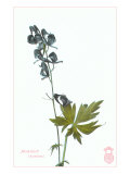 Monkshood
