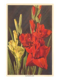 Gladiolus