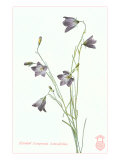 Harebell