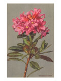 Rhododendron