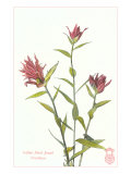 Indian Paint Brush