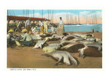 Turtle Catch  Key West  Florida