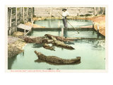 Alligator Joe  Palm Beach  Florida