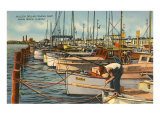 Fishing Fleet  Miami Beach  Florida