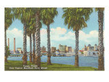 Palm Trees  Tampa  Florida