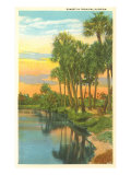 Sunset  Palm Trees  Florida