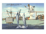 Jumping Porpoises  Marineland  Florida