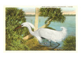Snowy Egret  Florida