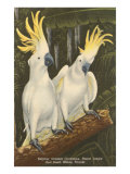 Sulphur-Crested Cockatoos  Miami  Florida