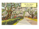 Tomoka State Park  Daytona Beach  Florida