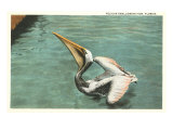 Pelican  Florida