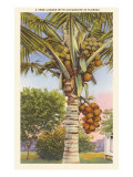 Coconut Palm