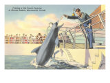 Feeding Porpoise  Marineland  Florida