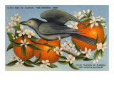 Mockingbird  Orange Blossoms  Florida
