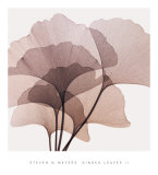 Ginkgo Leaves II
